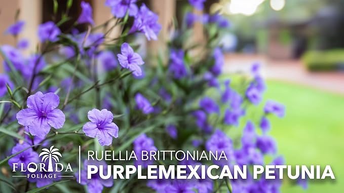 Mexican Petunia Purple | 3 Live Plants | Ruellia Brittoniana | Purple Flowering Landscape Pollinator | Heat Tolerant Groundcover | Outdoor Perennial for Gardens Borders Walkways Containers