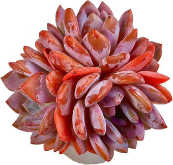 FWPP Succulent Plants Live Echeveria Orange Monroe,3-4 Head 3.5 inches Pink Mini Plants,Bare Root Without Pot Soil Live Plants,Wedding Garden Indoor House Baby Shower Decor Friend Plant Lover Gift