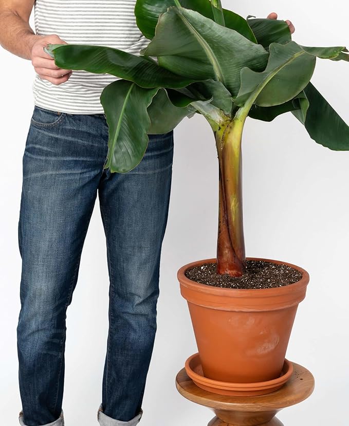GARDENERA Banana Tree Potting Soil - Professional Grade Mix for Growing Delicious Bananas - Enhanced with Essential Nutrients for Bountiful Harvests (3 Quart)