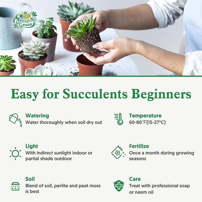 Sprout N Green 1 Assorted Succulents with Root, Live Plants Collection, Without Plant Pot, Great for Gardener Beginner, DIY Projects, Wedding Party Favor, Easy to Care