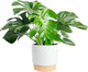 Costa Farms Monstera, Swiss Cheese Plant Live Plant in Decorative Pot, Large Indoor Houseplant, Perfect for Home, Room, or Office Decor, Great House Warming or Birthday Gift, 2-3 Feet Tall