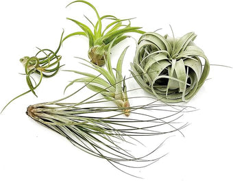 ragnaroc Air Plants - Hod Gift Box - 5ct - Live Arrival Guaranteed - House Plants for Home Decor & Gift