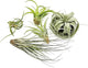 ragnaroc Air Plants - Hod Gift Box - 5ct - Live Arrival Guaranteed - House Plants for Home Decor & Gift