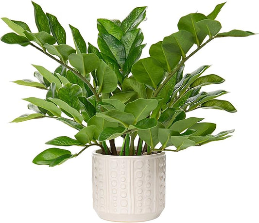 Briful Faux Plants Indoor 17" Artificial ZZ Plants in Ceramic Pot Fake Potted Zamioculcas Silk Plants for Home Table Decor Bedroom Aesthetic (1Pack)