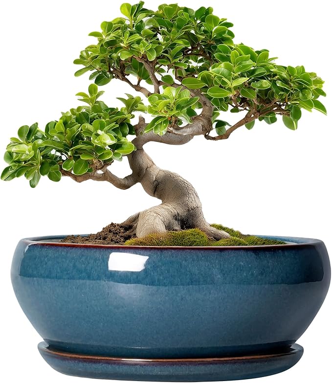 SQOWL Bonsai Pots 10 Inch - Large Ceramic Succulent Pots, Shallow Planter with Drainage Hole and Saucer, Round Planter for Indoor Outdoor, Bowl Planters, Patio Decor, Gifts for Plant Lover, Blue