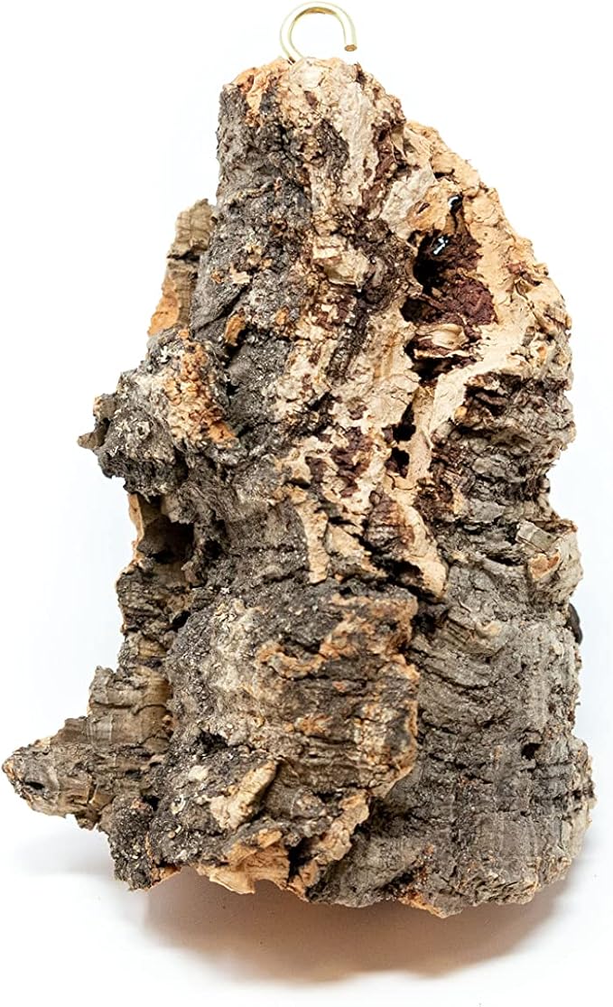Small Natural Cork Bark DIY Kit with Three Assorted Air Plants, Glue and Hook- Live Tillandsia Succulent House Plant - Wholesale and Bulk- Home and Garden Decor-Easy Care Indoor and Outdoor Plants