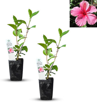 Pink Hibiscus. rosa-sinensis. Live Plant - Tropical Blooming Hibiscus, Pretty Flowers, Used in Tea and Juice (2 Pink Hibiscus Cups)