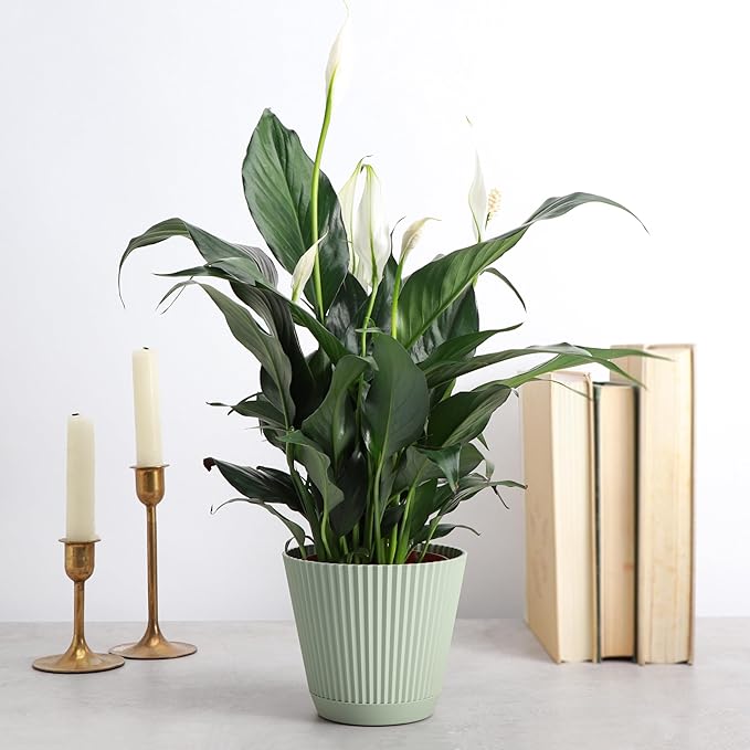 Thorsen's Greenhouse Live Peace Lily Plant, Spathyphylum, Low Light, Natural Air Purifier Live Indoor Plant, 4-6" Diameter Pot (Sage, 4-inch Pot)