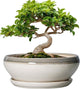 SQOWL Bonsai Tree Pots - 8 Inch Ceramic Succulent Pots with Drainage Hole and Saucer, Shallow Round Planter Indoor Outdoor, Ceramic Bonsai Pot, Planter Bowl, House Decor, Plant Lover Gift, Gray-Beige