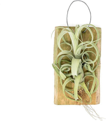 Air Plant Shop Tillandsia Curly Slim Mounted on Natural Cedar Plank - Wholesale and Bulk - Succulents - Live Tillandsia - Easy Care Indoor and Outdoor House Plants