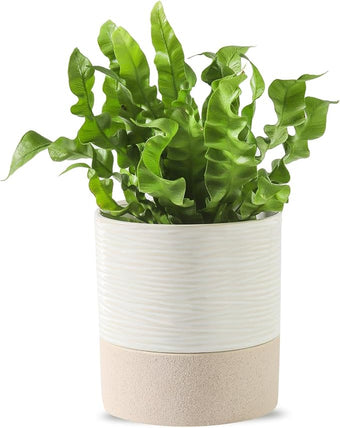 Nihow Self Watering Plant Pot: 4.5 Inch Ceramic Planter with Drainage Hole & Water Storage Plus for Indoor & Outdoor Plants - Cylinder Flower Pot for Herbs/Violets - White & Brown