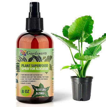 𝐁?𝐒𝐓𝐒𝐄𝐋𝐋𝐄𝐑 Plant Superfood for ALOCASIA Plants with B1 Vitamin, Glucose and Essential Minerals - Organic Plant Food Fertilizer for Indoor & Outdoor ALOCASIA Plant Care - 8oz