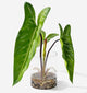 SUNPRAIRIE Realistic Faux Plant in Clear Pot with Artificial Water, Narrow Arrowhead Leaves. Artificial Plants Indoor and Outdoor
