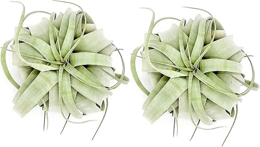 ragnaroc Air Plants - Tillandsia Xerographica, Large 5-7” - 2ct - Live Arrival Gauranteed - House Plants for Home Decor & Gift