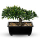 Artificial Bonsai Tree, Faux Ficus Plant with Pebbles, Zen Desk Decor