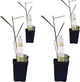 Lemongrass - Cymbopogon citratus. Live Plant. Fragrant, Fresh, Edible. Easy Grow. Indoor/Outdoor. (4 Lemongrass in Cup)