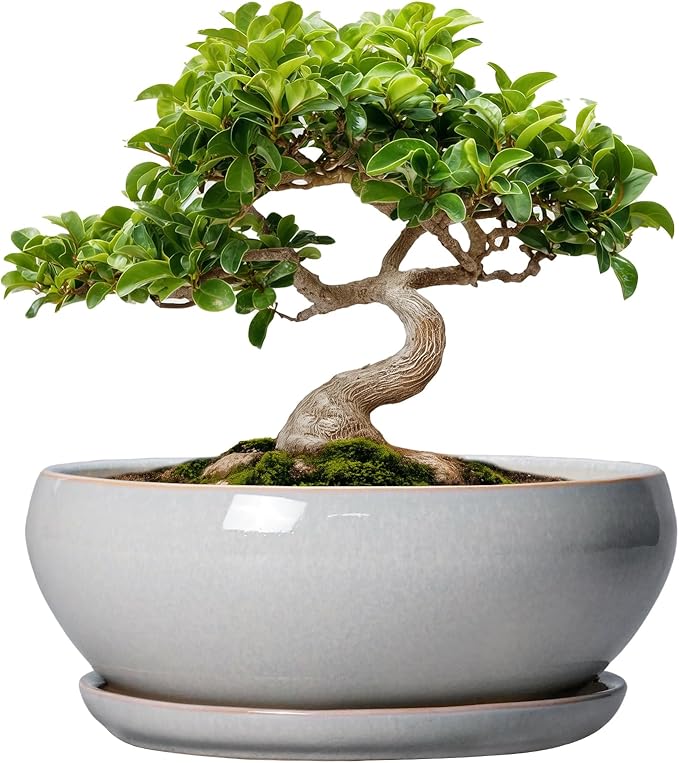 SQOWL Bonsai Tree Pots - 8 Inch Ceramic Plant Pots for Succulents, Shallow Planter with Drainage Hole and Saucer, Round Planter Indoor Outdoor, Bowl Planters, Home Decor, Gift for Plant Lover, Gray