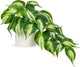 Hollyone Artificial Plants Potted Fake Plants in White Ceramic Pot Faux Pothos Plants Indoor for Home Living Room Shelf Office Aesthetic Decor
