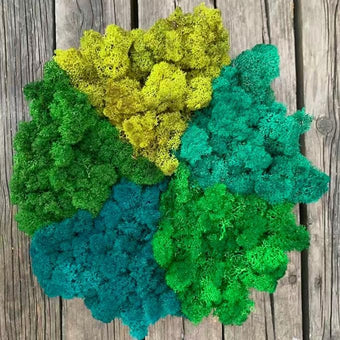 prefleur Preserved Reindeer Moss Natural Green DIY Kit Gardenning Art Wall Decor Florist Decor Easter Table Decor Wedding