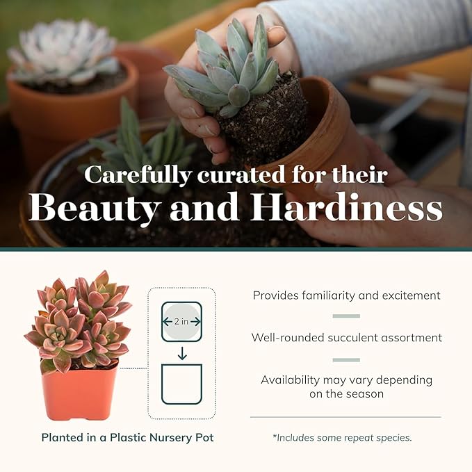 Shop Succulents Assorted Succulent Plant Pack Collection - Live Mini Succulent Plants, Low Maintenance, Mixture of Colors & Textures - Wedding and Party Favors, Gift & Garden, Pack of 6