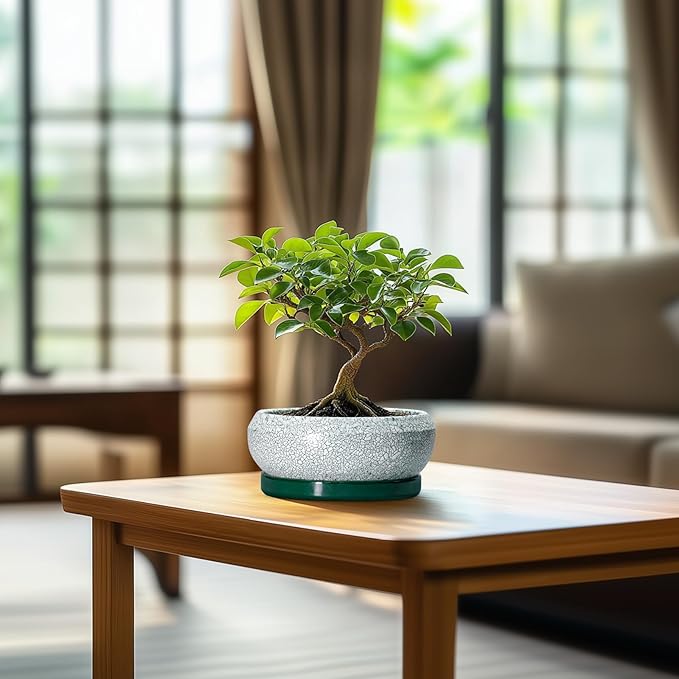 EPFamily Succulent Pots - 6 Inch Ceramic Pots for Succulent Indoor Outdoor, Small Plant Pot with Drainage Hole and Saucer, Bonsai Pot, Modern Round Planter, Window Decor, Housewarming Gifts, Green