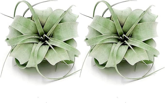 ragnaroc Air Plants - Tillandsia Xerographica, Regular 3-5” - 2ct - Live Arrival Gauranteed - House Plants for Home Decor & Gift