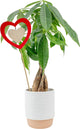 Costa Farms Money Tree Live Plant in Decorative Pot, Easy to Maintain, Air Purifying Braided Indoor Houseplant, Home, Room, or Office Decor, House Warming or Birthday Gift, 12-16 Inches Tall