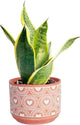 Costa Farms Snake Plant, Small Live Plant in Decorative Pot, Easy to Maintain, Air Purifying Succulent Indoor Houseplant, Assorted Variety, Home, Room, or Office Décor, 8-12 Inches Tall