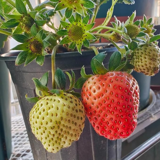 300+ PCS Giant Garden Strawberry Strawberry Sweet and Delicious Fruit Seeds for Planting Free for Planting