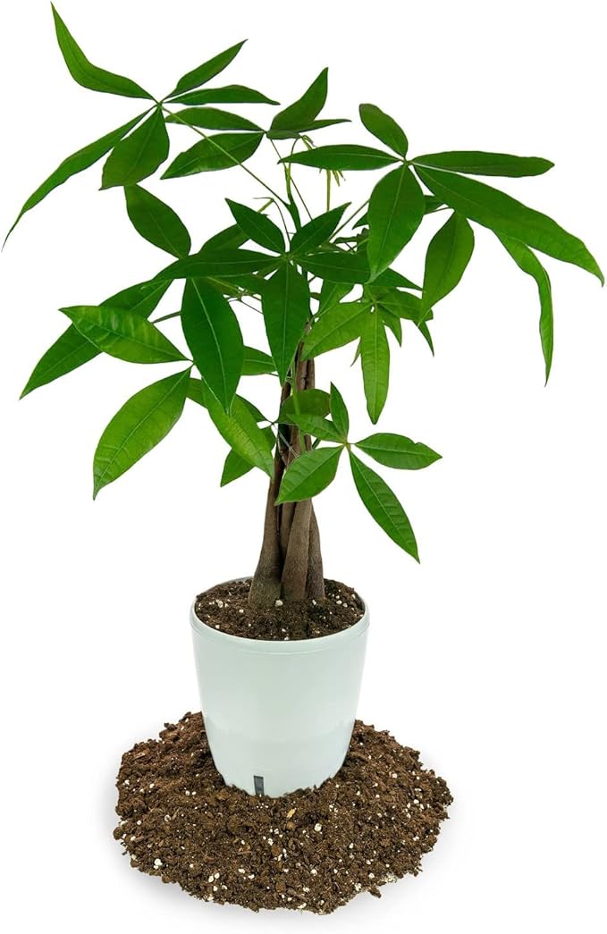 GARDENERA Money Tree Potting Soil Mix for Planting or Repotting Guiana Chestnut, Soil Blended to Properly Grow Money Tree Plants - (1 Quart Bag)