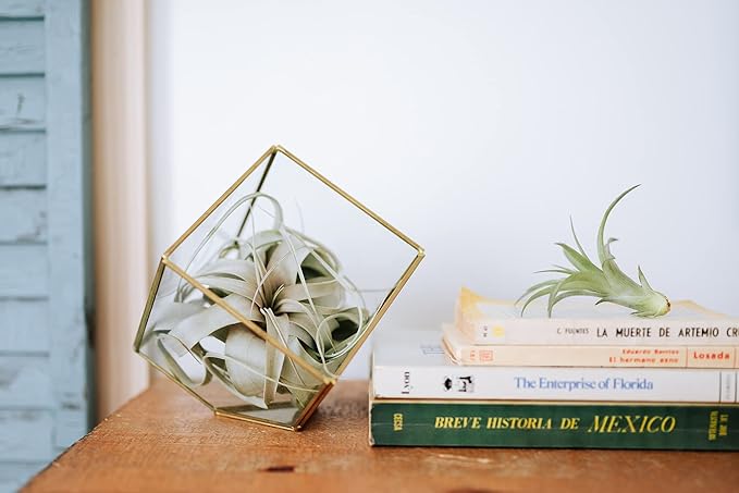 Air Plant Shop Tillandsia Curly Slim Mounted on Natural Cedar Plank - Wholesale and Bulk - Succulents - Live Tillandsia - Easy Care Indoor and Outdoor House Plants