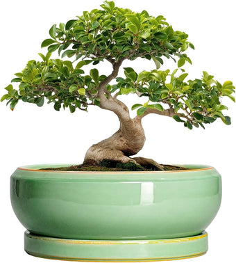 EPFamily Large Bonsai Pots - 13 Inch Ceramic Succulent Pots for Indoor Outdoor, Ceramic Planter with Drainage Hole and Saucer, Shallow Round Planter, Garden Decor, Gifts for Women Men, Light Green
