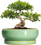 EPFamily Large Bonsai Pots - 13 Inch Ceramic Succulent Pots for Indoor Outdoor, Ceramic Planter with Drainage Hole and Saucer, Shallow Round Planter, Garden Decor, Gifts for Women Men, Light Green