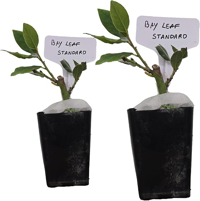 Mediterranean Bay Leaf, Bay Laurel Live Plant. Standard Variety - Laurus Nobilis. Live Plant. Fragrant, Fresh, Edible. Best for Ground Planting Outdoor. (2 Bay Laurel Plants in Cup)