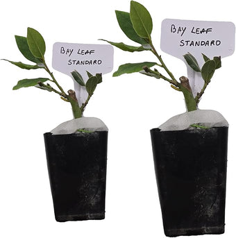 Mediterranean Bay Leaf, Bay Laurel Live Plant. Standard Variety - Laurus Nobilis. Live Plant. Fragrant, Fresh, Edible. Best for Ground Planting Outdoor. (2 Bay Laurel Plants in Cup)