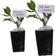 Mediterranean Bay Leaf, Bay Laurel Live Plant. Standard Variety - Laurus Nobilis. Live Plant. Fragrant, Fresh, Edible. Best for Ground Planting Outdoor. (2 Bay Laurel Plants in Cup)