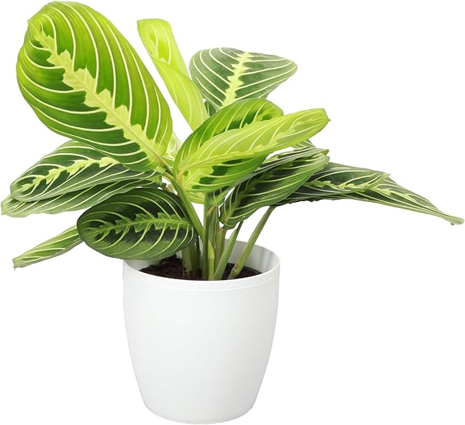 Thorsen's Greenhouse Lemon Lime Prayer Plant, Live Indoor Plant, Pet Friendly, Attractive Houseplant, Lemon Maranta, Natural Air Purifier, Easy to Grow, 4" Diameter Pot (White)