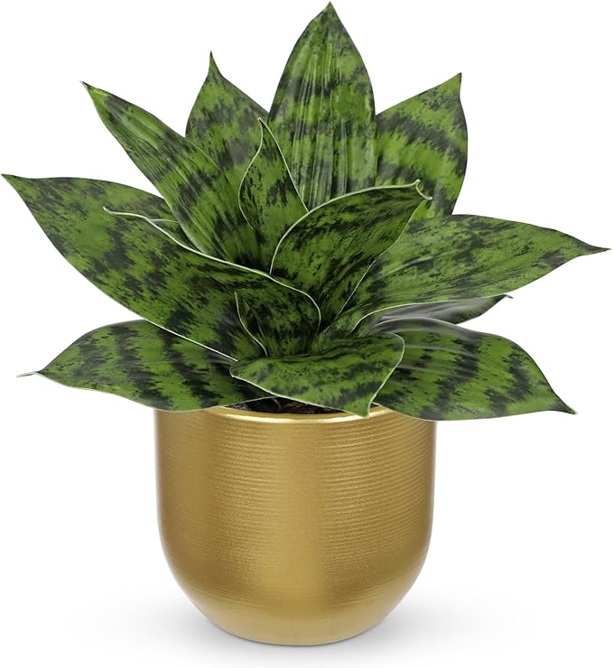 Hollyone Artificial Snake Plants 9" Faux Agave Succulent Plant Potted in Gold Pot Fake Sansevieria Aloe Tropical Plant for Desk Modern Office Home Bathroom Indoor Outdoor Decor