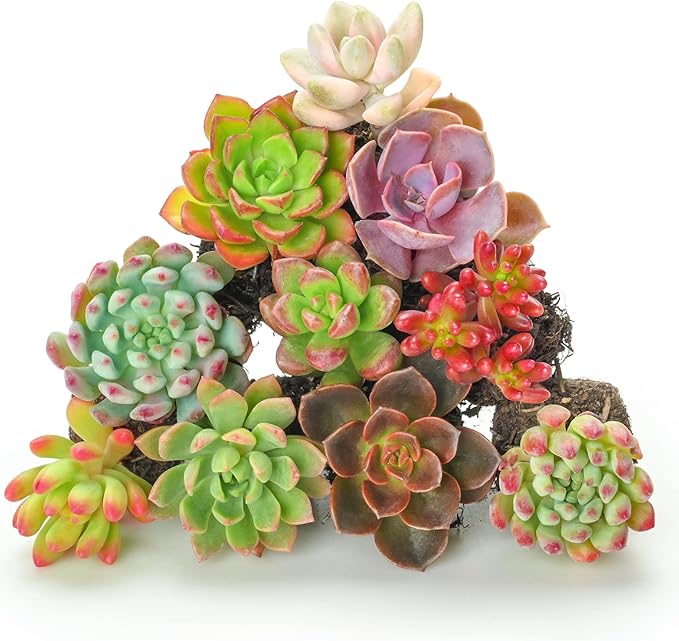 Sprout N Green 10 Assorted Succulents with Root, 10 Different Varieties Live Plants Collection, Without Plant Pot, Great for Gardener Beginner, DIY Projects, Wedding Party Favor
