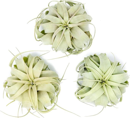 3 Pack Large Xerographica Air Plants 5 to 7 Inch Wide-Air Plants Live Tillandsia Succulent House Plants Holders-Available in Wholesale and Bulk-Home and Garden Decor-Easy Care Indoor Outdoor(