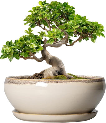 SQOWL Bonsai Tree Pots - 10 Inch Ceramic Succulent Pots, Round Shallow Planter with Drainage Hole and Tray, Bowl Planter for Indoor Outdoor Plants Flowers, Room Decor, Garden Gifts, Beige
