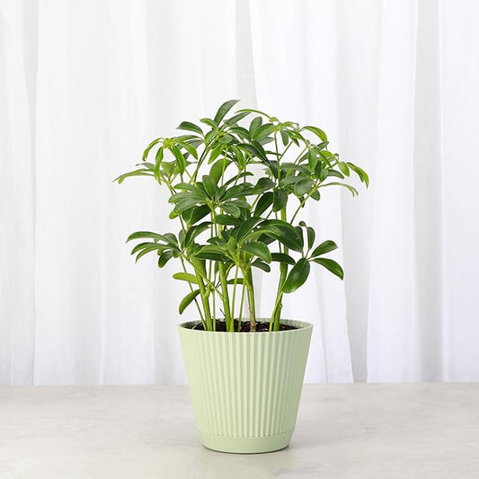 Thorsen's Greenhouse Live Arboricola Umbrella Tree Plant, Schefflera Arboricola, Natural Air Purifier, Easy to Grow, Live Indoor Houseplant, 4-inch Diameter (Sage)