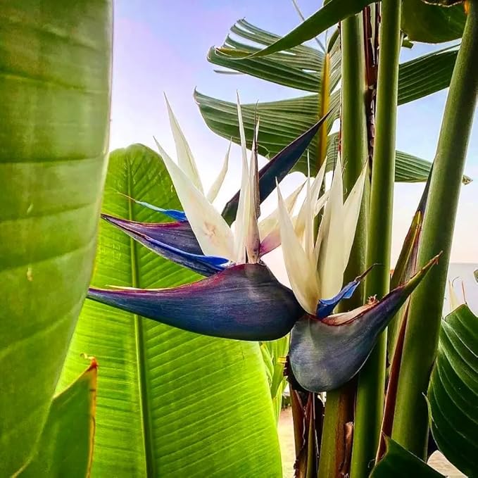Bird of Paradise - White - Strelitzia Nicholai. (2 White BoP in Cup)