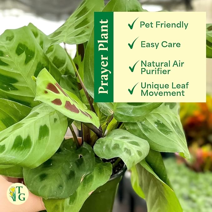 Thorsen's Greenhouse Green Prayer Plant, Live Indoor Plant, Pet Friendly, Uncommon Houseplant, Green Maranta, Easy to Grow, 4" Diameter Pot (Black - Hanging)