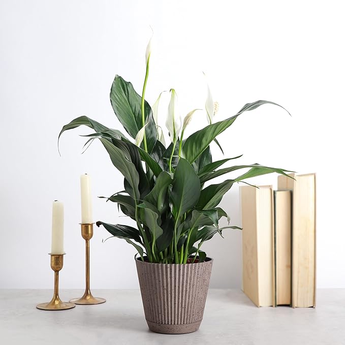 Thorsen's Greenhouse Live Peace Lily Plant, Spathyphylum, Low Light, Natural Air Purifier Live Indoor Plant, 4-6" Diameter Pot (Coffee, 4-inch Pot)