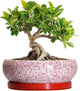 EPFamily Bonsai Pots Small - 6 Inch Ceramic Succulent Pots with Drainage Hole and Ceramic Saucer, Succulent Planters Indoor Outdoor, Shallow Round Planter, Apartment Decor, Housewarming Gifts, Red