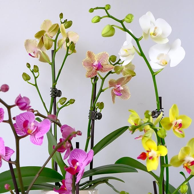 Premium Purple Live Orchid Plant Blooming in 3.5" Blue & White Orchid Pot, Live Plants, Houseplant Gifts, Approx. 16" Tall, Pet Friendly Houseplants, Phalaenopsis Moth Flower by Plants for Pets