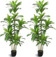 Waoops Artificial Trees 6Ft Dracaena Fragrans Faux Trees with 8 Heads Floor Plants for Living Room Decor Fake Silk Plants for Home Decor Indoor Potted Plants Office Garden Outdoor…