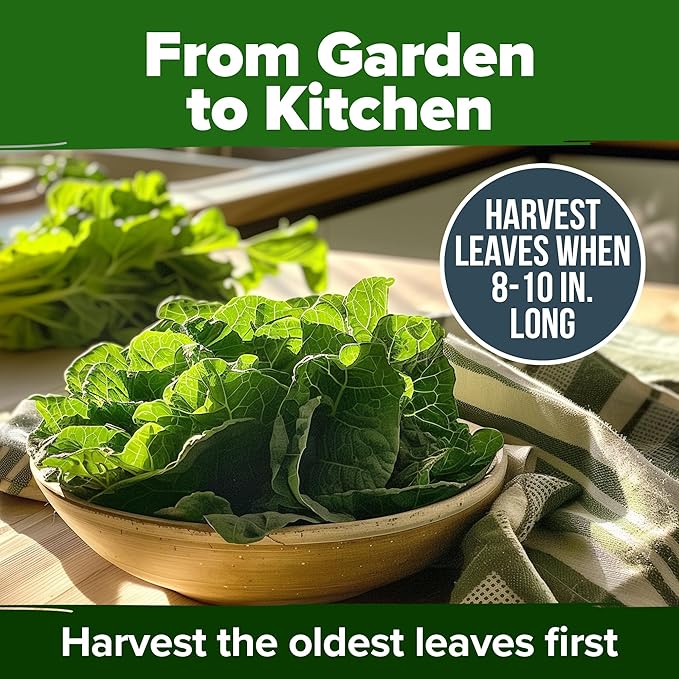 HOME GROWN Collard Green Seeds - 2 Pack - 600 Seeds for Fall Planting - High Germination Heirloom Vegetable Seeds,Vates Collard Greens Seed Pack(Brassica oleracea)