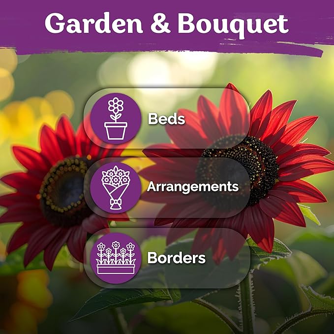 KVITER 75 Chocolate Cherry Sunflower Seeds to Plant (Helianthus annuus) – Heirloom Seed Non GMO Organic Sunflowers Variety, Long Vase-Life Blooms – Flower Seeds for Planting in Home Garden